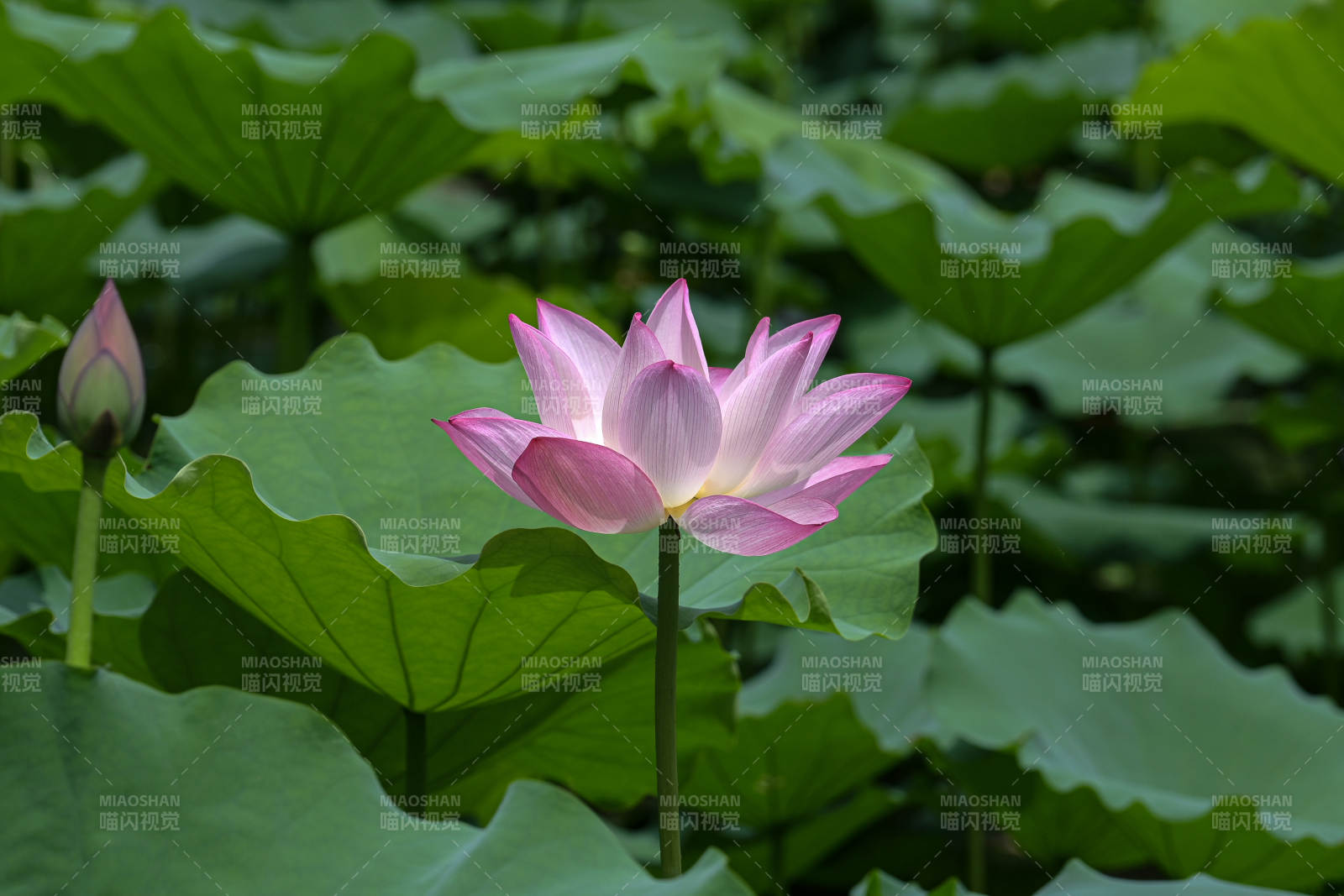 阳光下荷塘里盛开的荷花图片