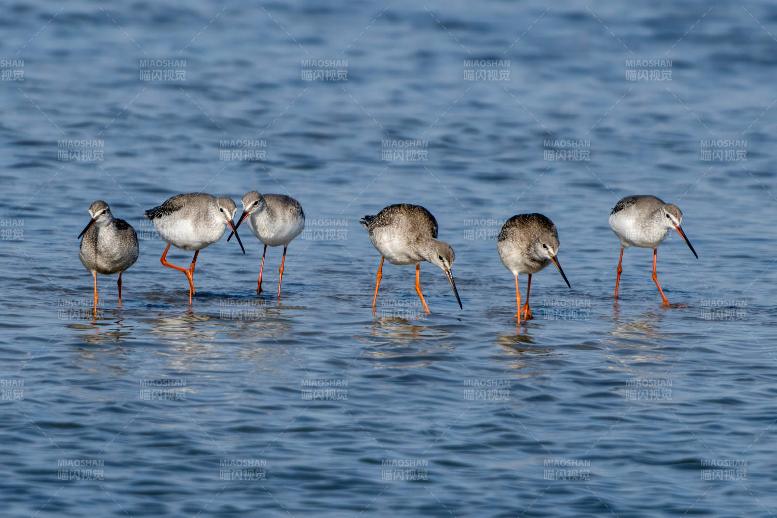 红脚鹬群水边觅食图片