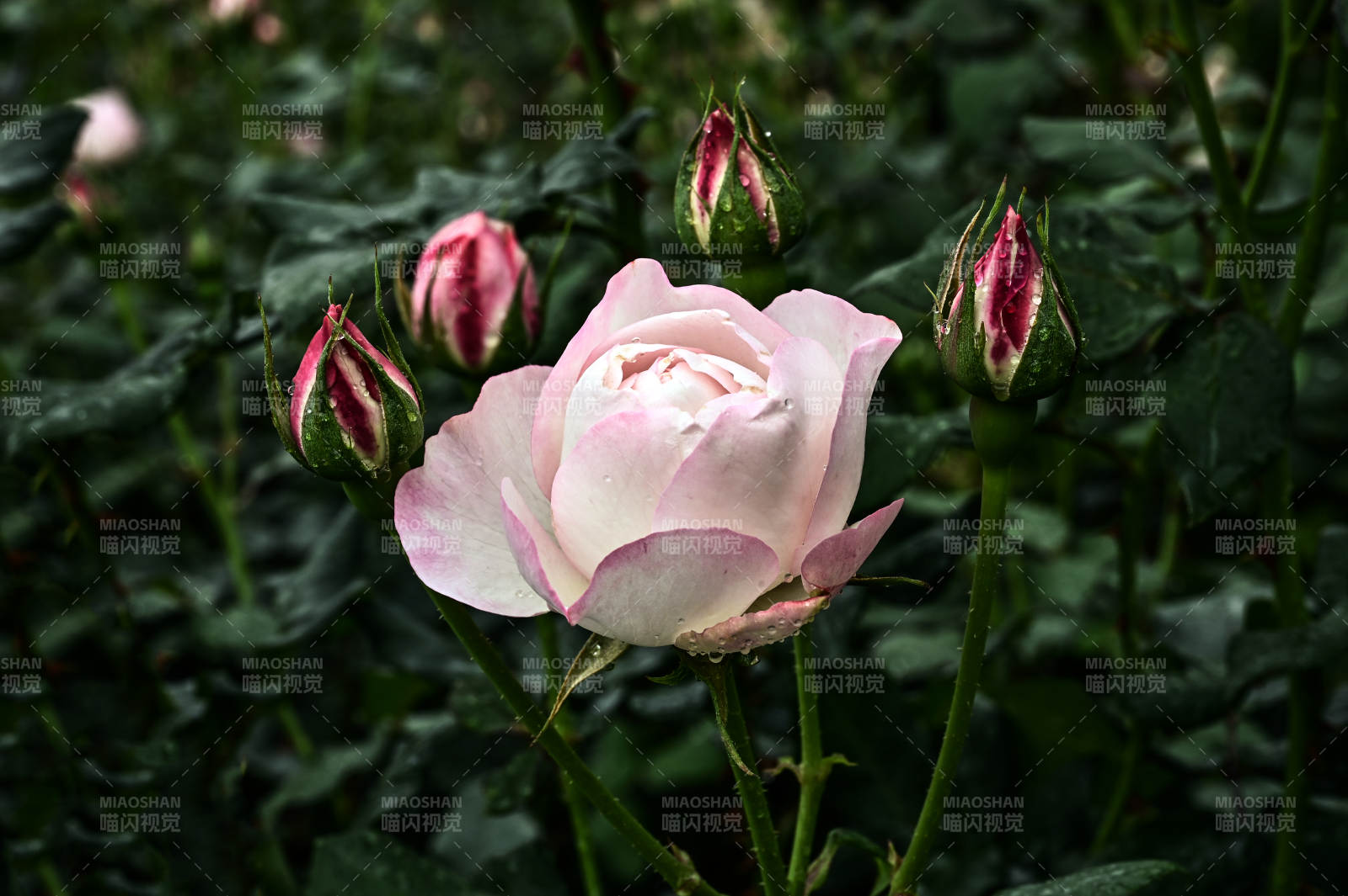 雨后娇艳欲滴的粉色玫瑰花盛开图片