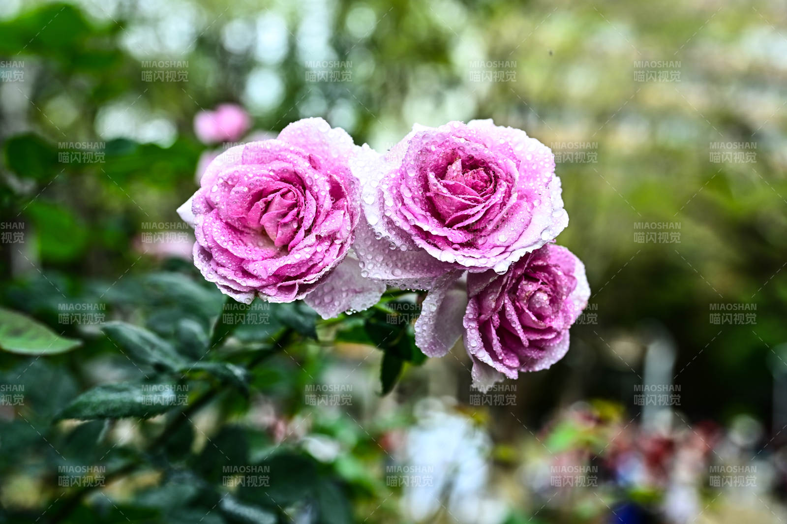 雨后娇艳欲滴的粉色玫瑰花盛开图片