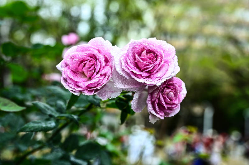 雨后娇艳欲滴的粉色玫瑰花盛开图片