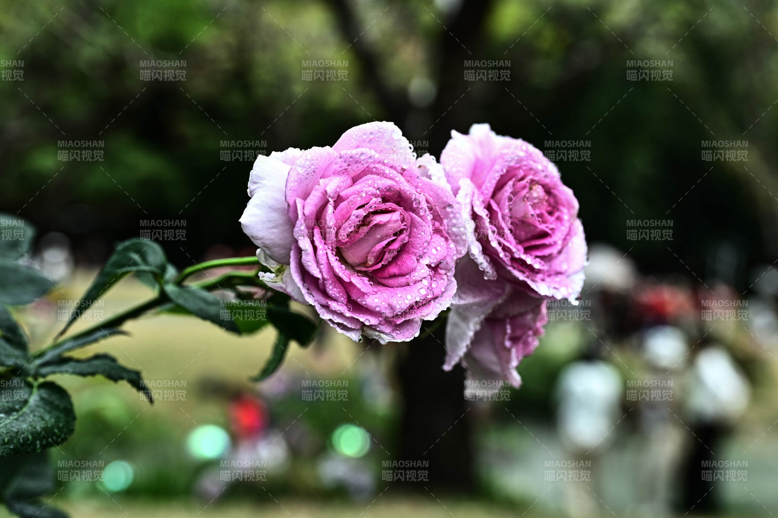 雨后娇艳欲滴的粉色玫瑰花盛开图片