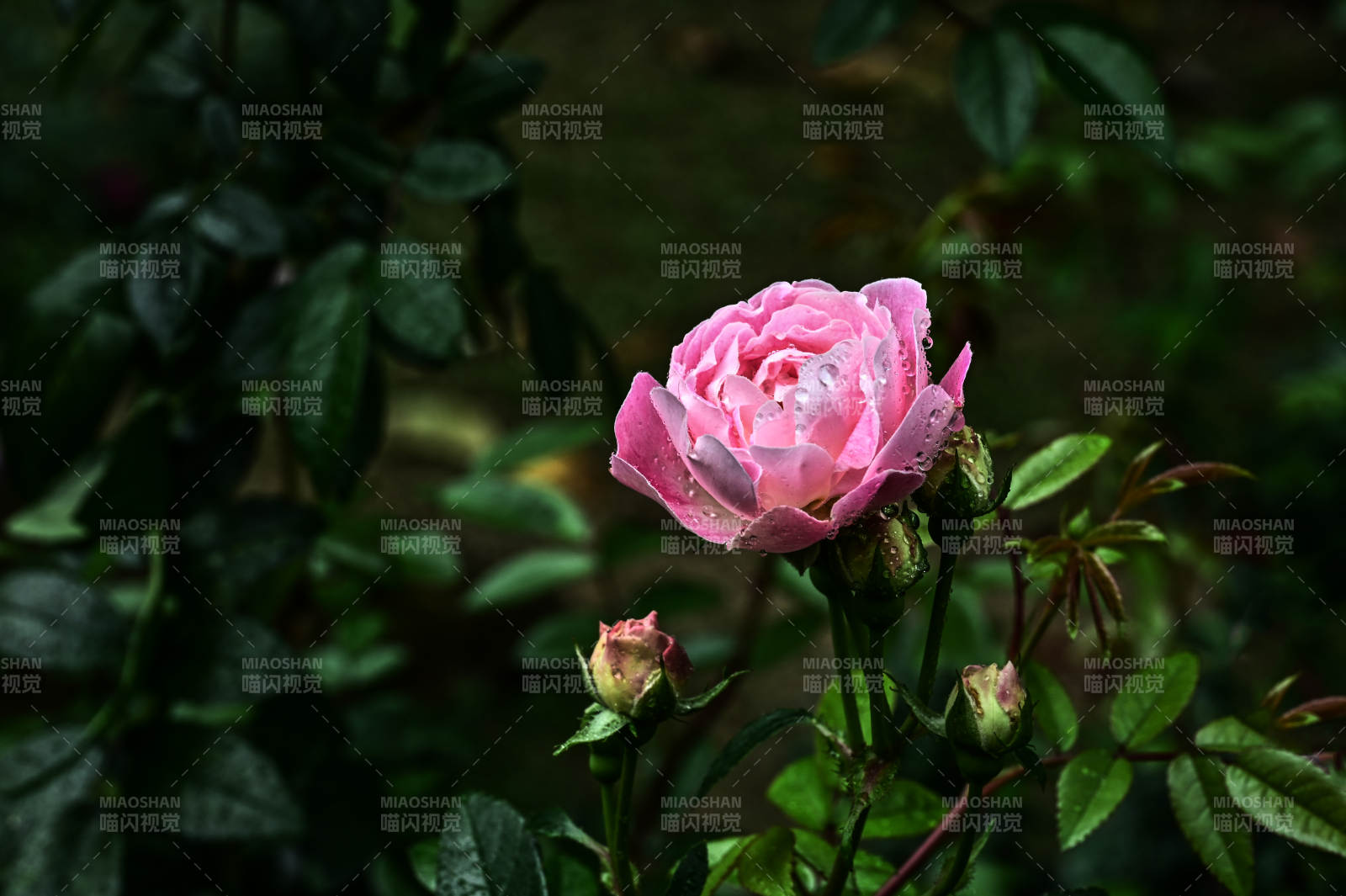 雨后娇艳欲滴的粉色玫瑰花盛开图片