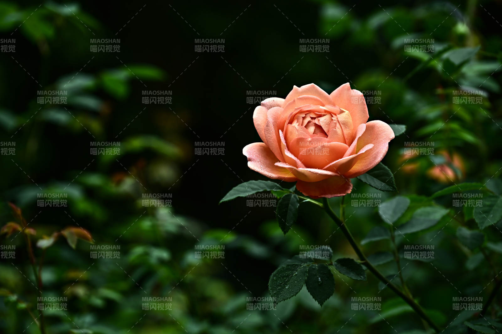 雨后黄色玫瑰花盛开图片