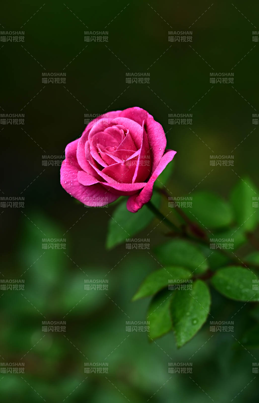 粉色玫瑰花清新绽放特写图片