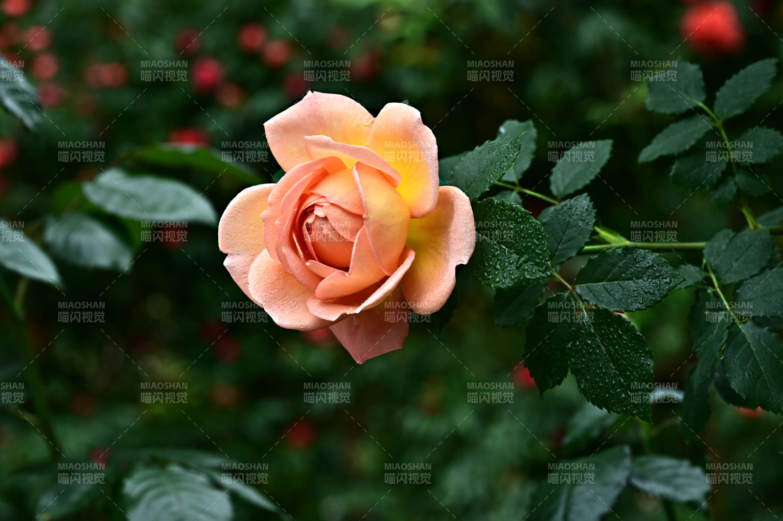 雨后黄色玫瑰花盛开图片