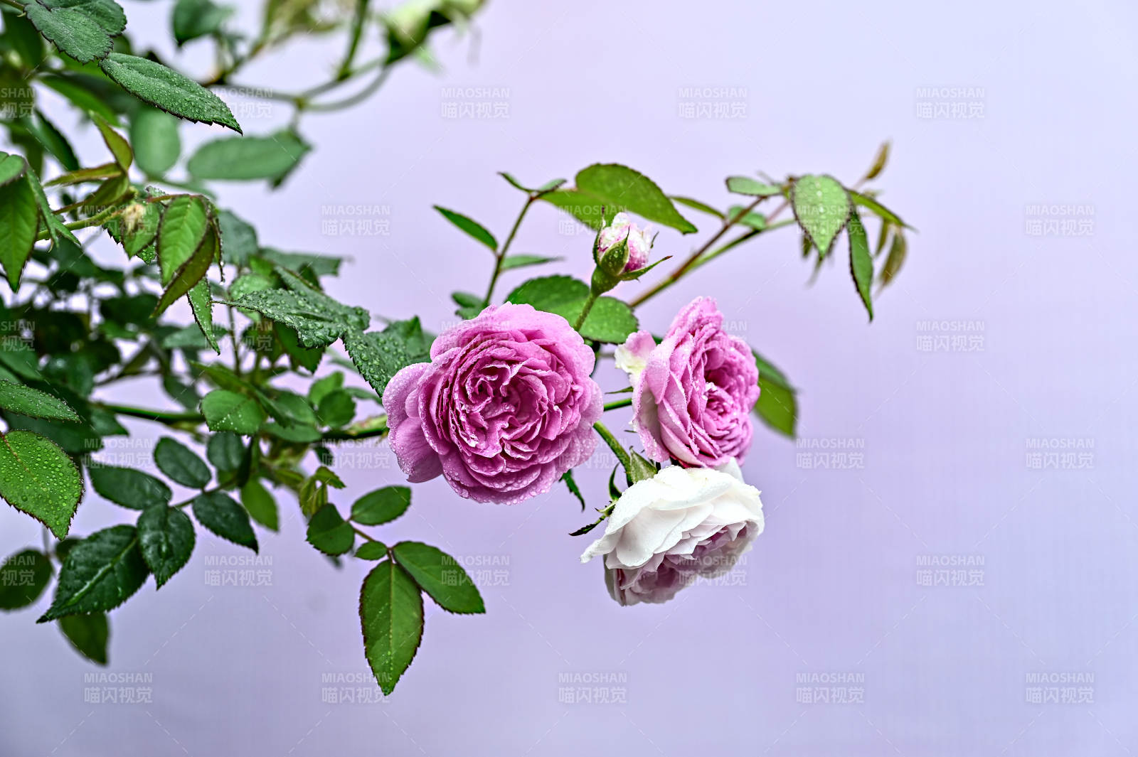 雨后娇艳欲滴的粉色玫瑰花盛开图片