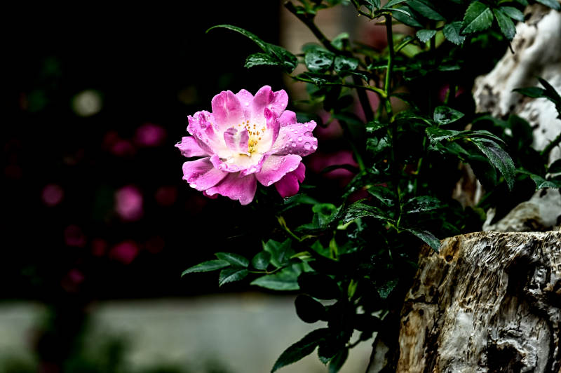 雨后老桩上的粉色玫瑰花盛开图片