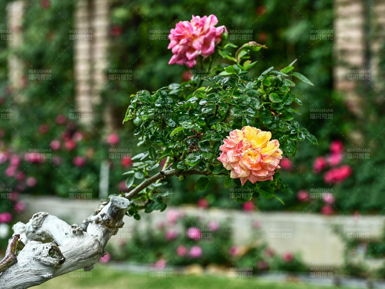 雨后老桩上的红黄玫瑰花盛开图片