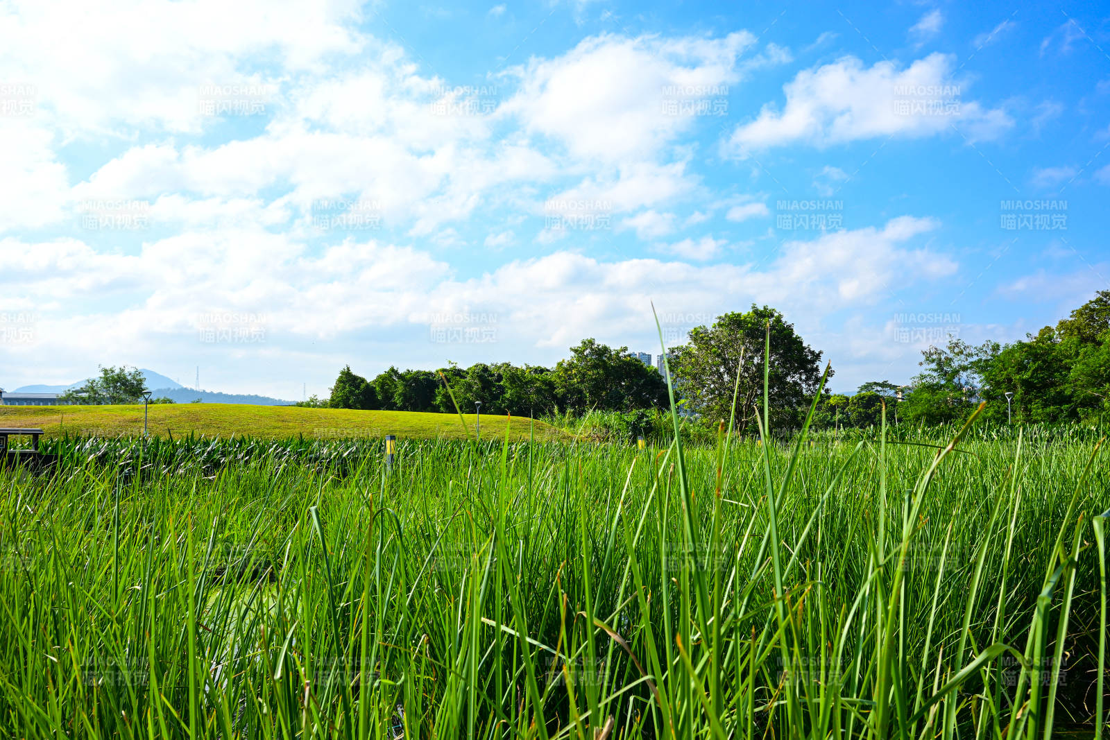 深圳坪山河公园蓝天白云下的绿草地景观图片