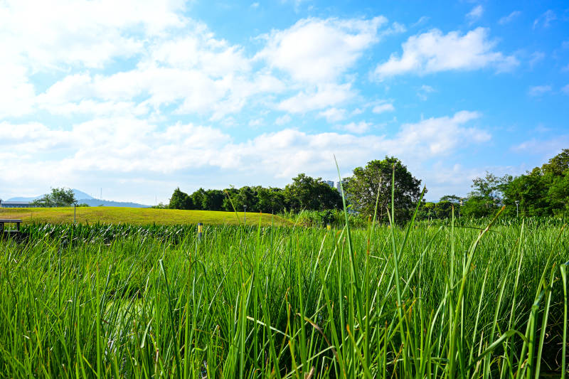 深圳坪山河公园蓝天白云下的绿草地景观图片