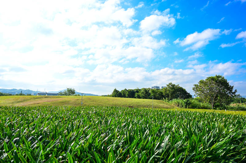 深圳坪山河公园蓝天白云下的绿草地景观图片