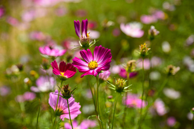 花海中格桑花绽放特写图片