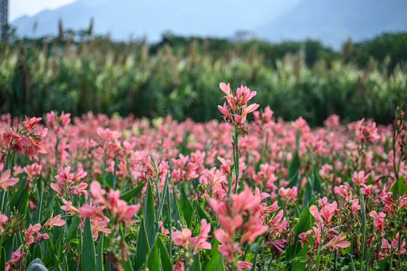深圳坪山河公园盛开的粉色美人蕉景观图片