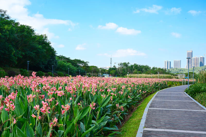 蓝天白云下的深圳坪山河公园花海步道图片