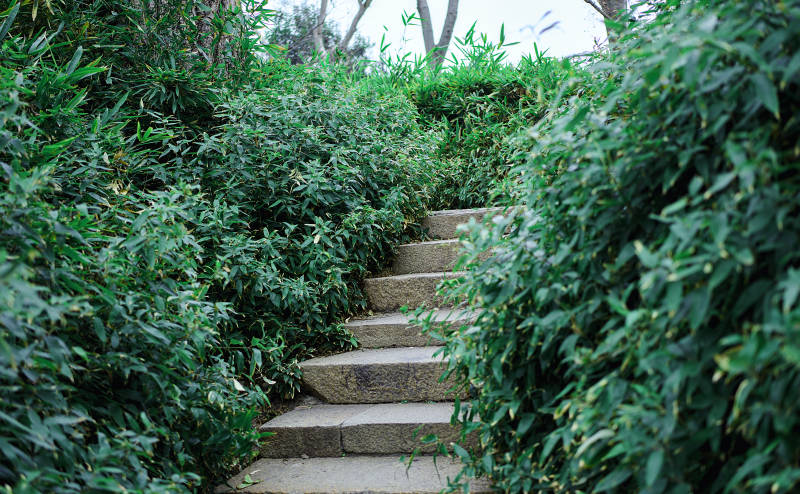 拙政园绿意盎然的石阶小径图片