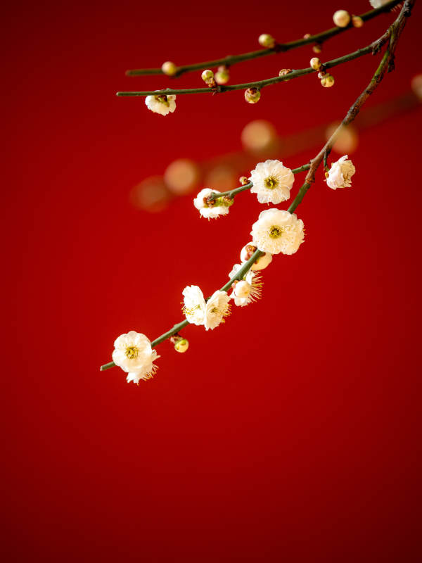 红底白梅绽放图片