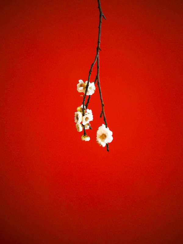 红底白梅枝图片