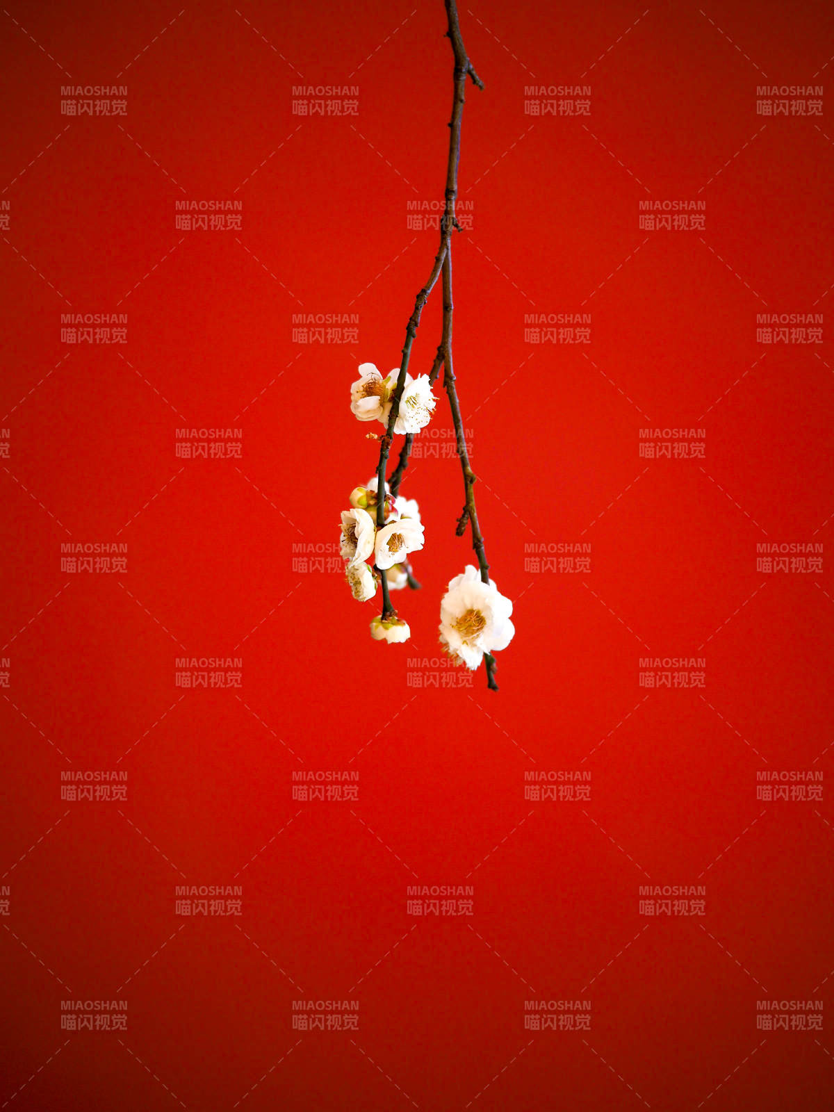 红底白梅枝图片