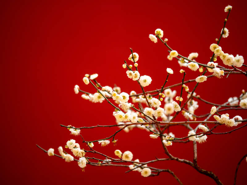 红梅绽放枝头图片