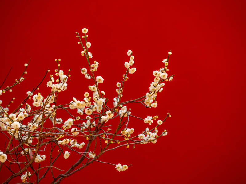红底白梅绽放图片