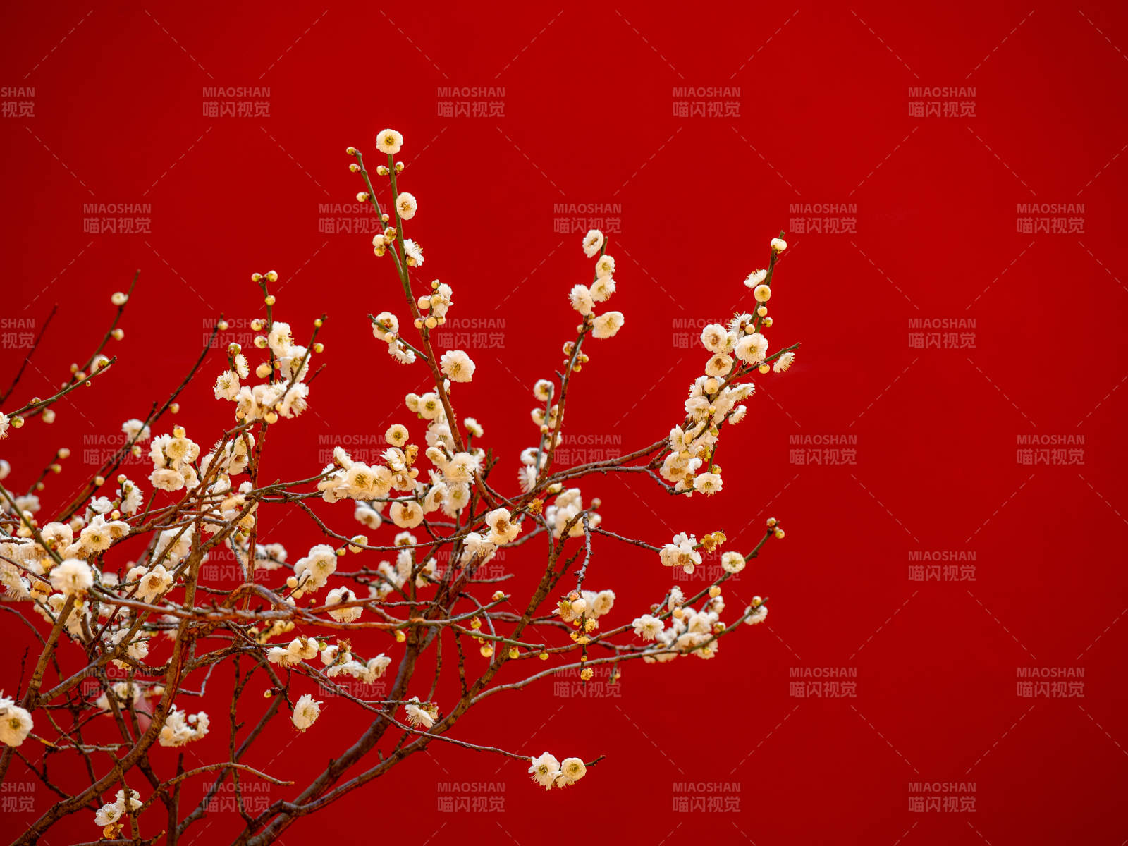 红底白梅绽放图片