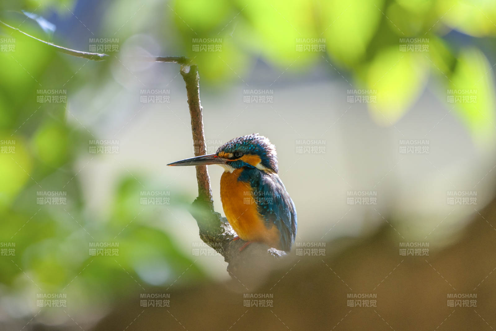翠鸟栖枝 静观自然图片