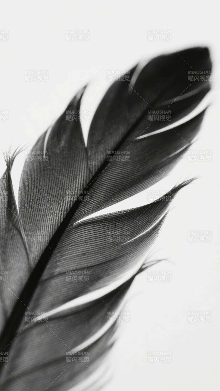 羽毛的静谧之美图片