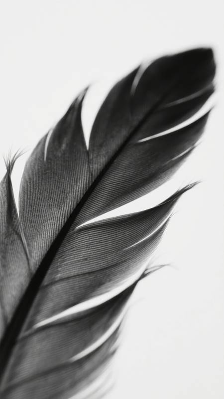 羽毛的静谧之美图片