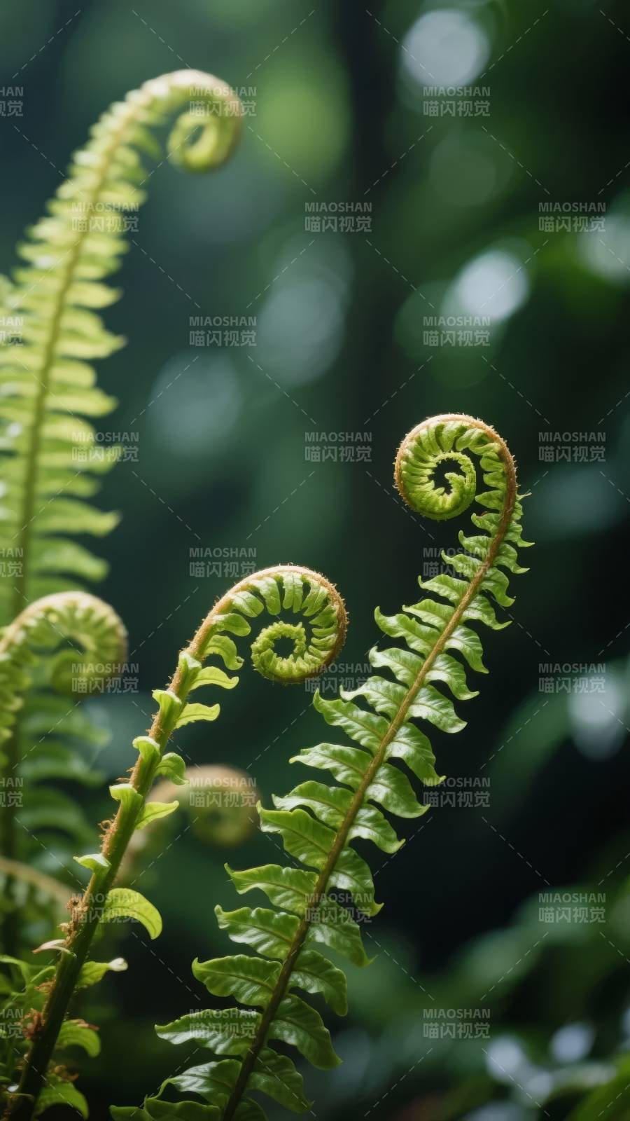 蕨叶卷曲生机盎然图片