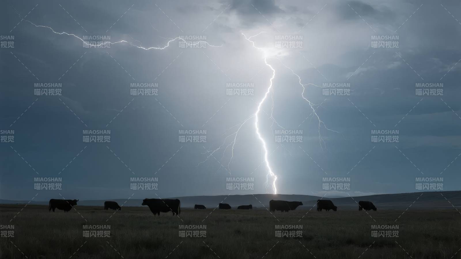 雷电下的牛群图片