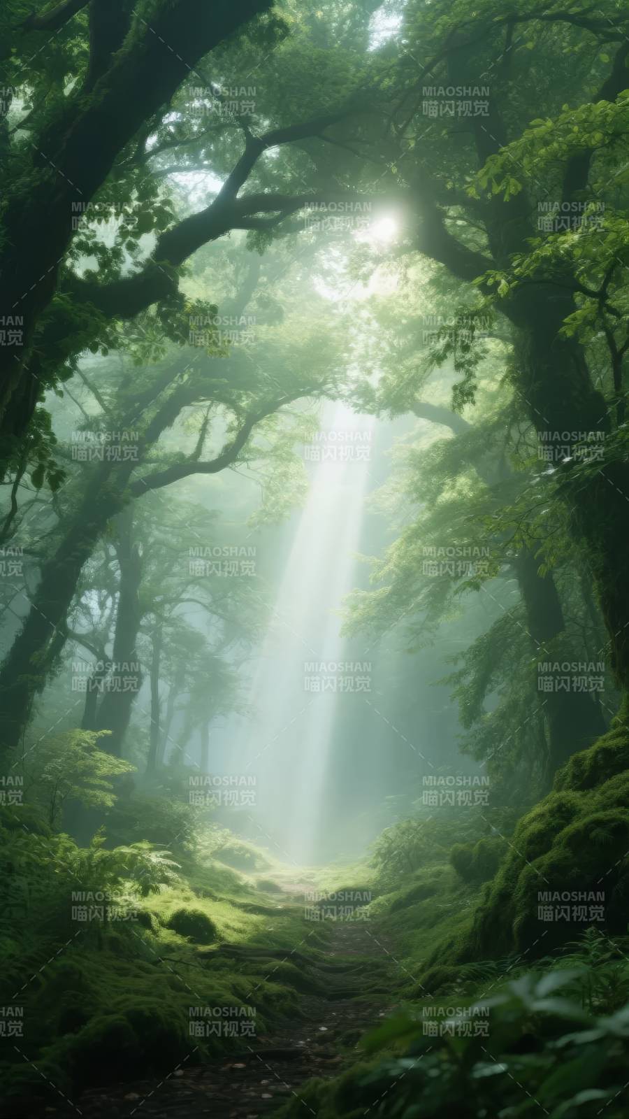 晨光穿透密林图片