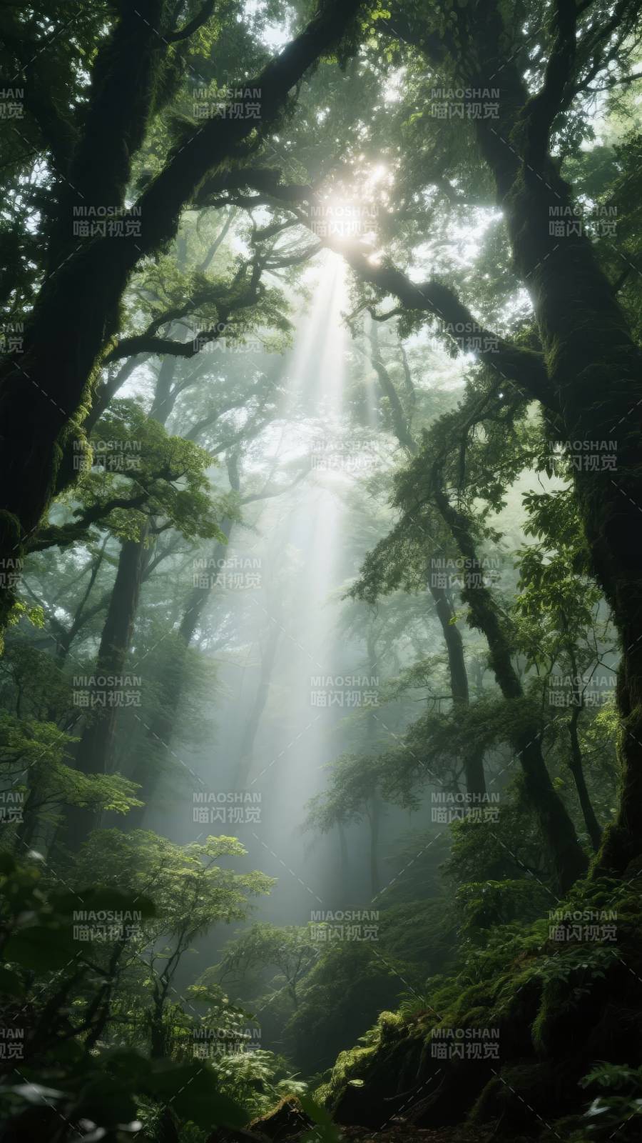 晨光穿透密林图片