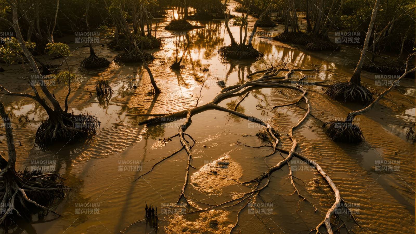 沼泽夕阳映树影图片