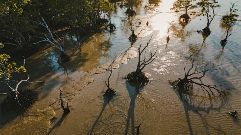 水影树影交错图片