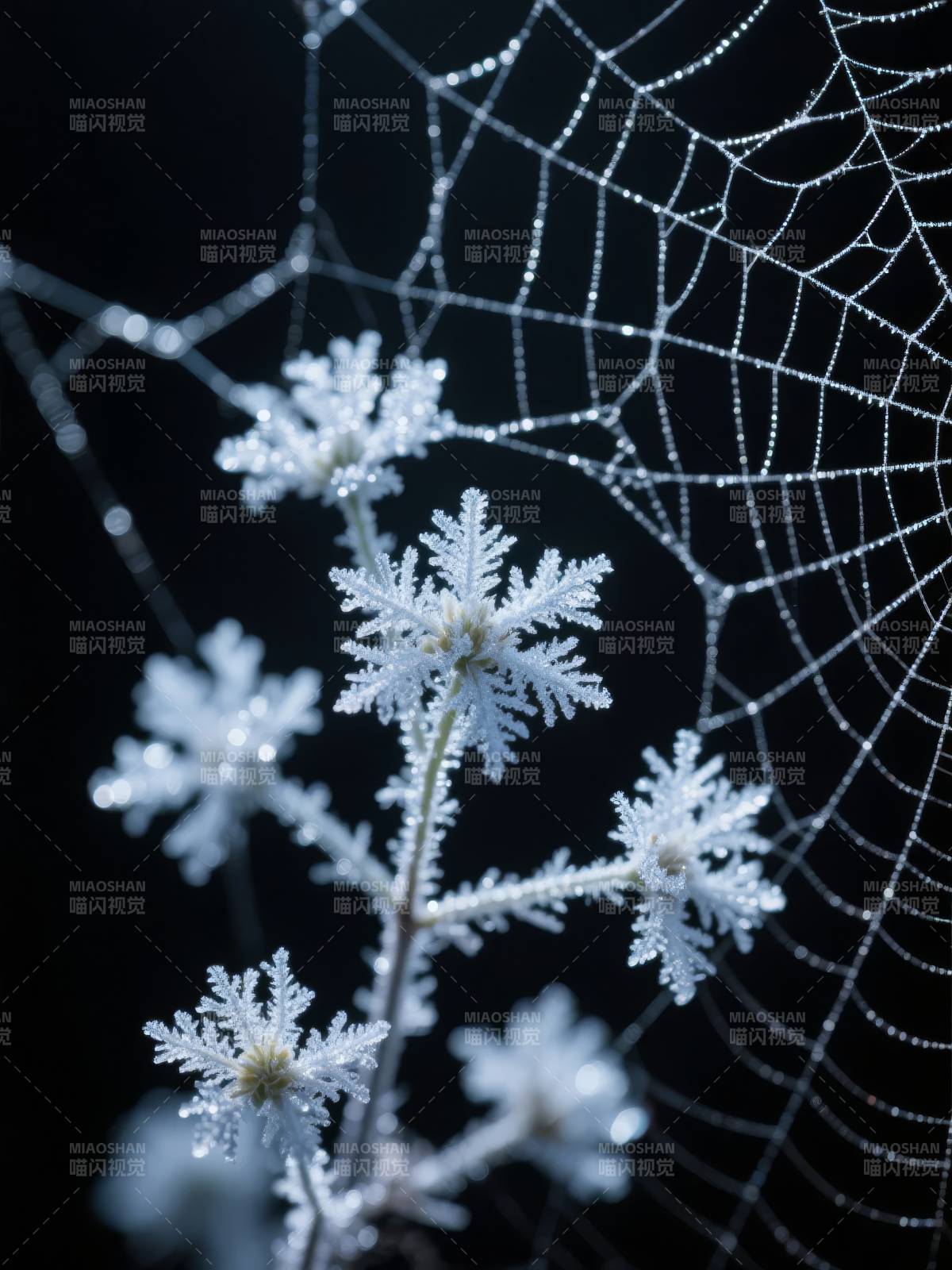 霜花蛛网图片