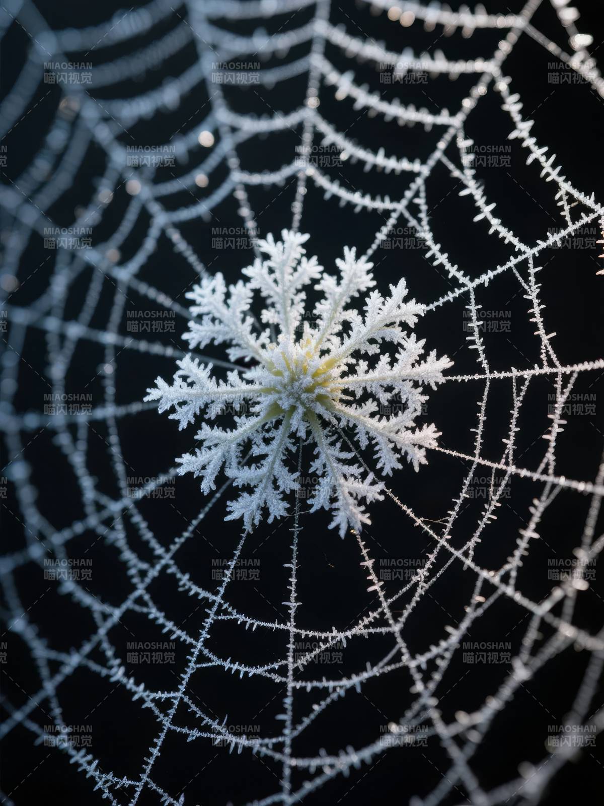 冰霜蛛网中的雪花图片