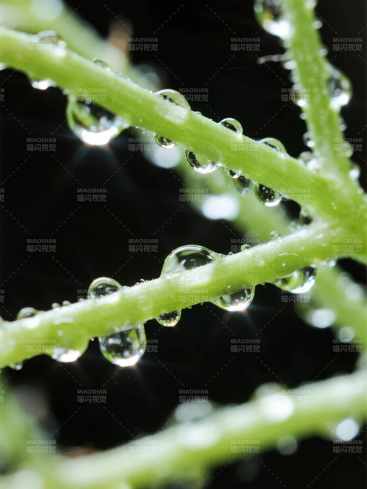 露珠缀绿枝图片