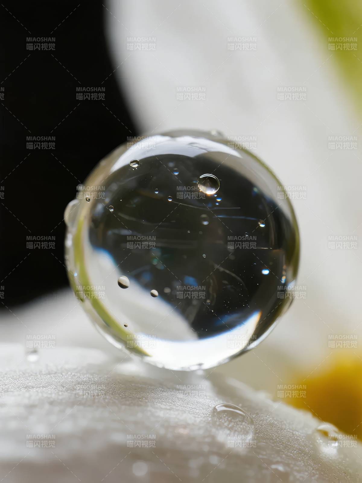 露珠映花影图片