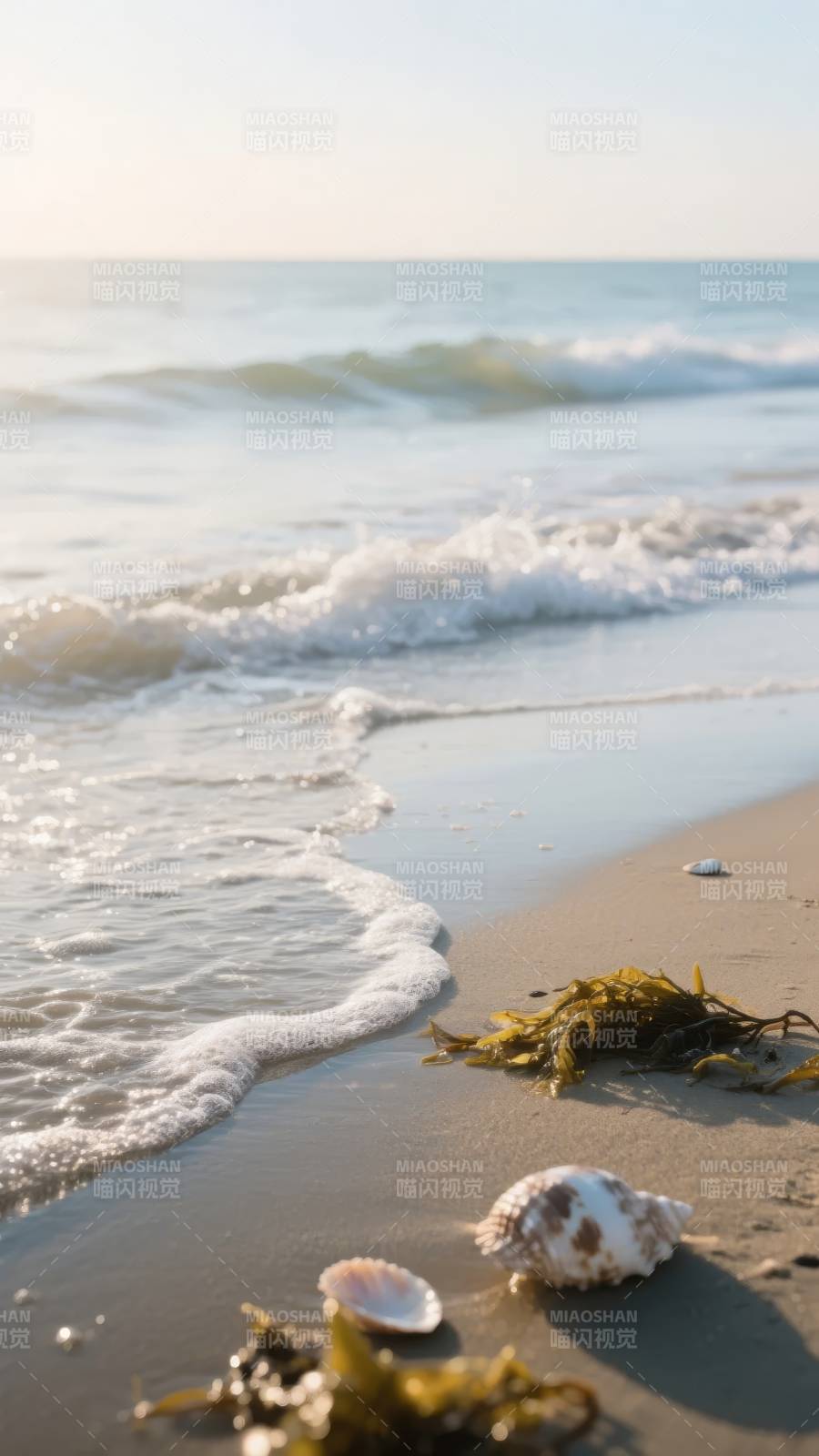 沙滩上的贝壳与海藻图片