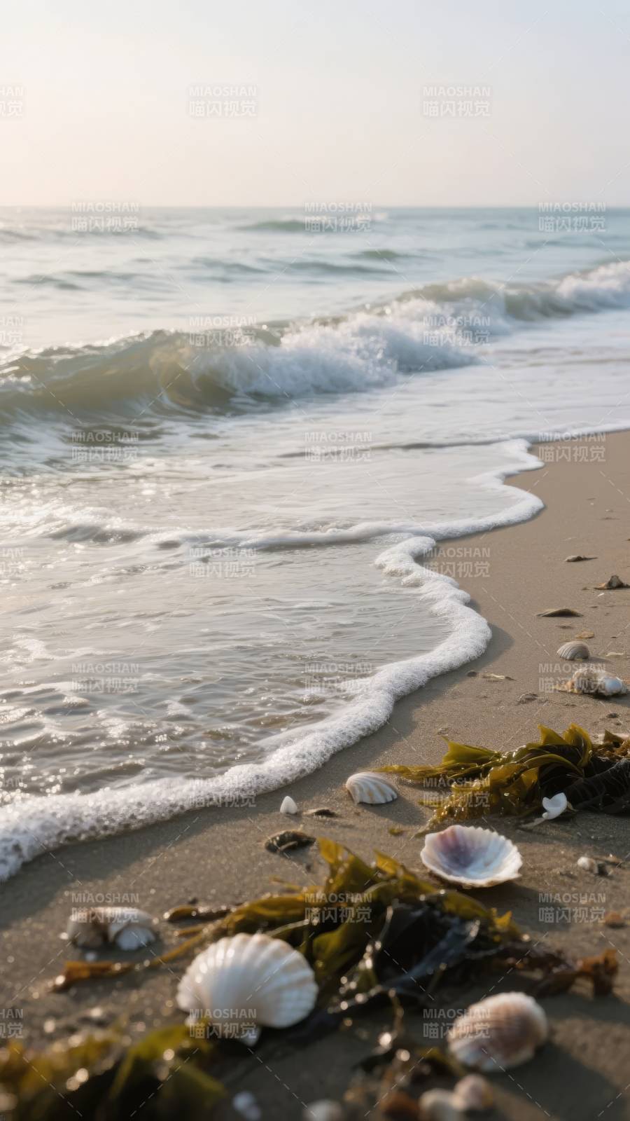 海边贝壳与海藻图片