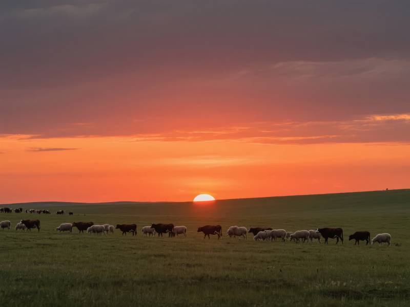 草原日落牧羊图图片