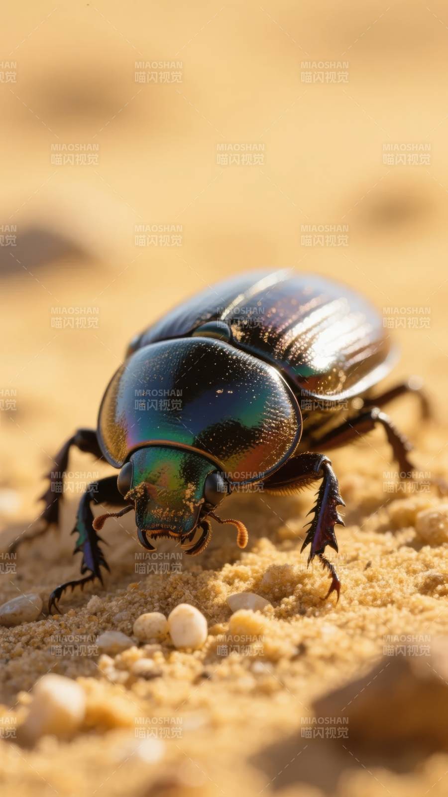 彩虹甲虫沙地觅食图片