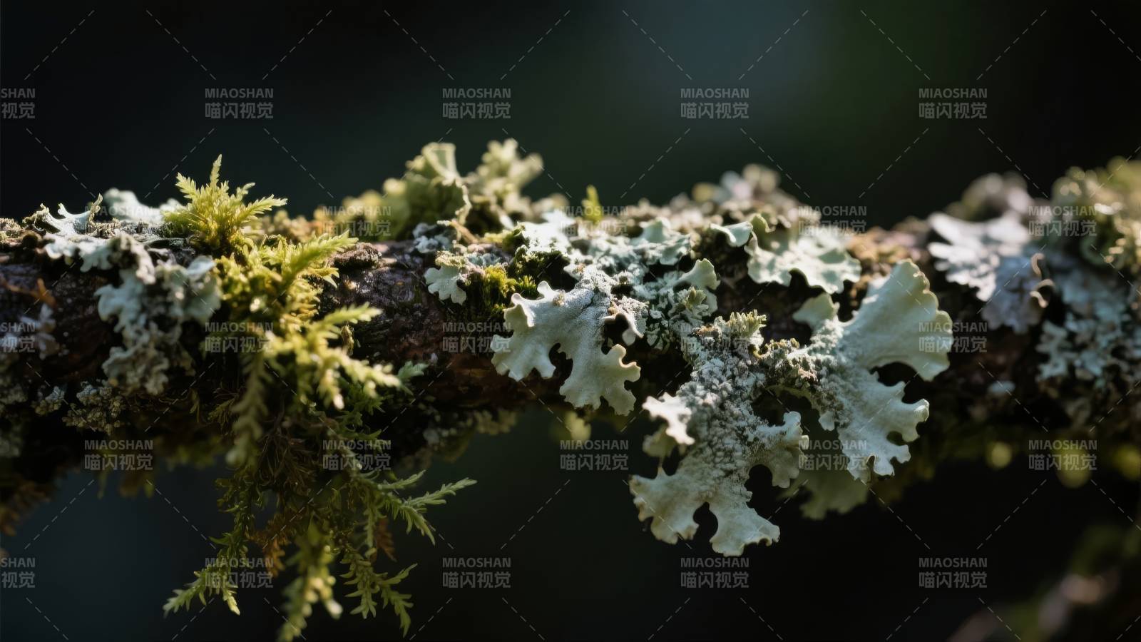 苔藓覆枝头图片