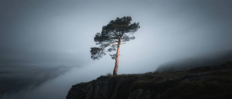 孤松立崖 云海苍茫图片
