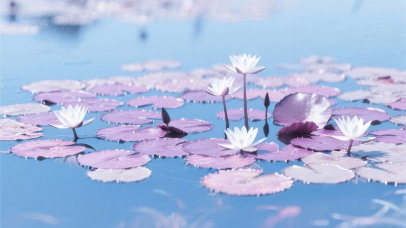 睡莲静谧绽放图片