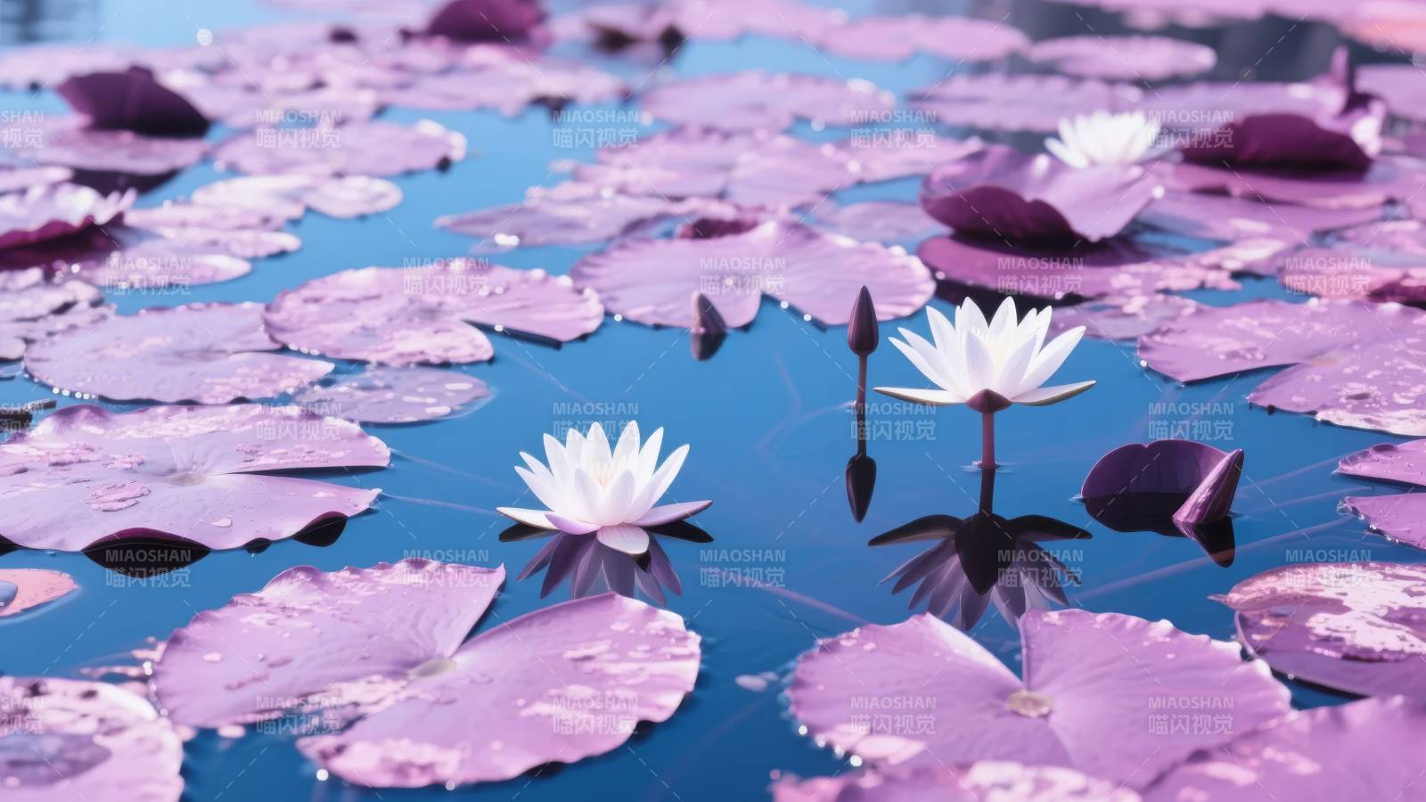 紫莲静水映花影图片