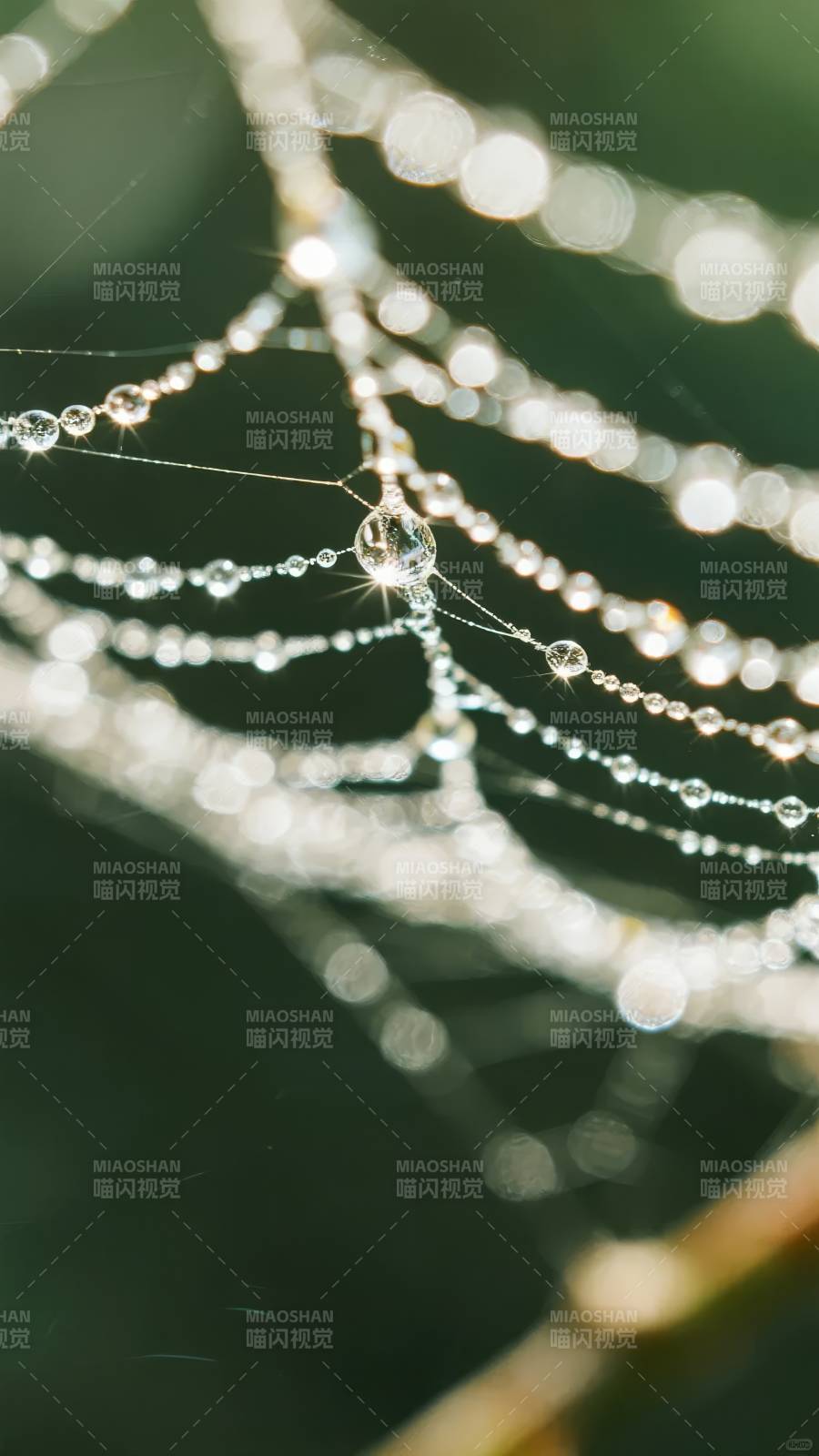 晨露蛛网图片