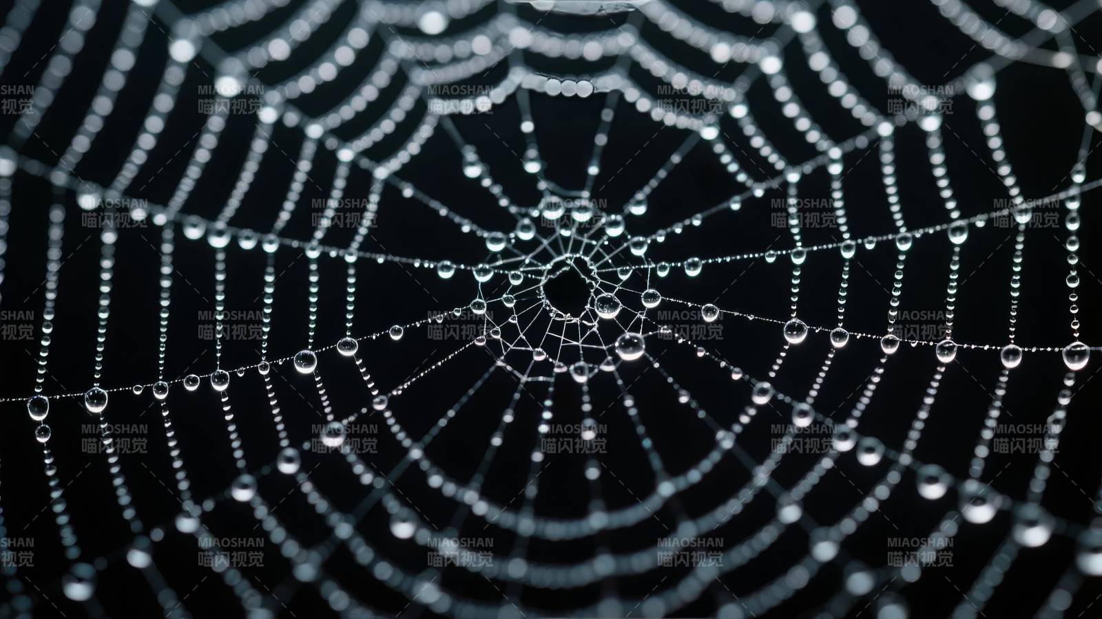 露珠蛛网图片