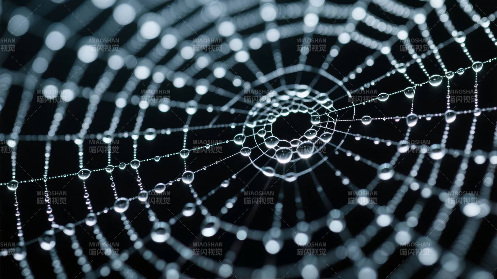 露珠蛛网图片